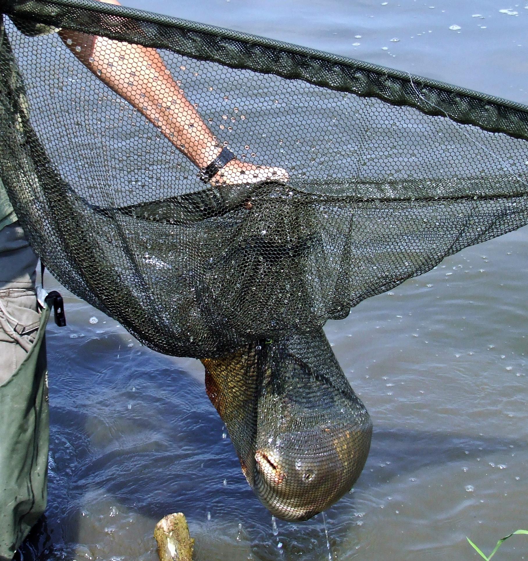 Pescuit 2015 Vol.II. - 17444.JPG